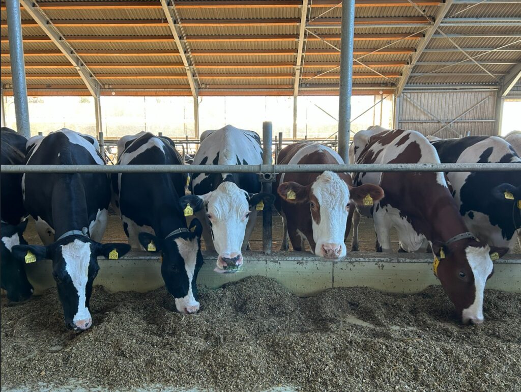 Das Foto zeigt mehrere Kühe im Stall nebeneinander stehen.